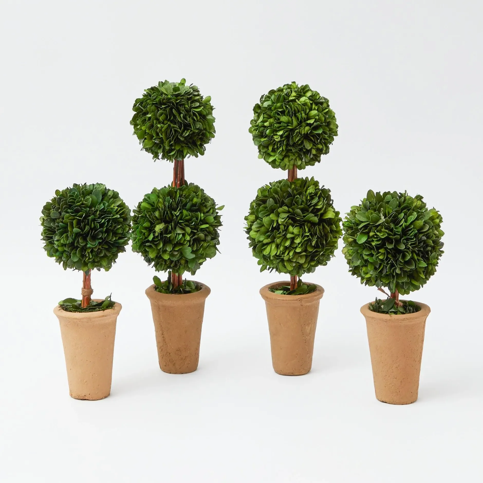 Sale Mrs. Alice Potted Boxwood Decoration Set